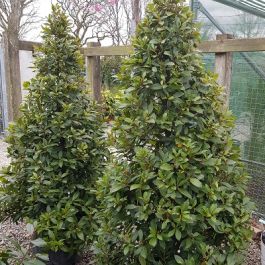 Cone Shaped Shrub For The Garden Laurus Nobilis Bay Tree English