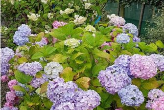 Hydrangeas are loving the weather this summer!