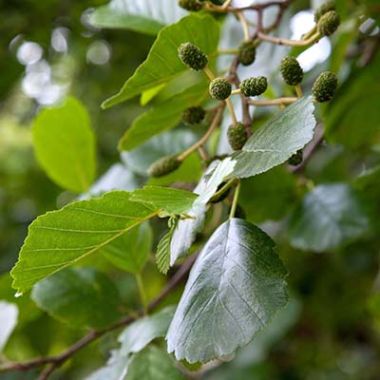 Young Green Fruits Of The Alder Alnus Cordata In Close-up,, 57% OFF