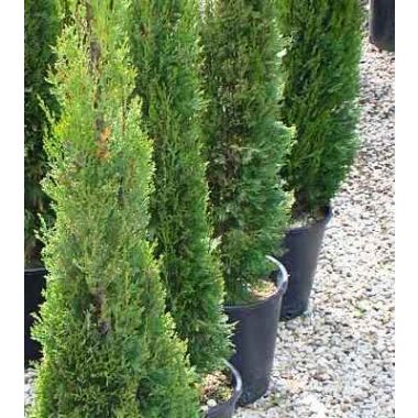 Cupressus sempervirens pyramidalis-Italian Cypress | English Woodlands