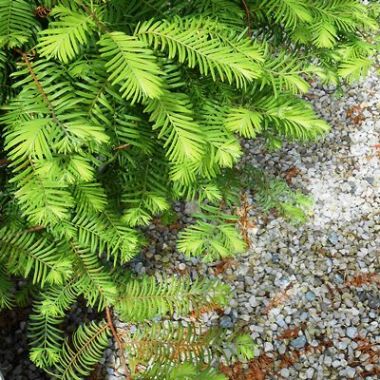 Dawn redwood metasequoia glyptostroboides