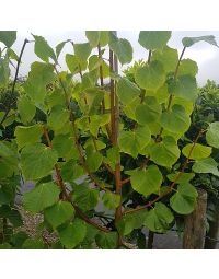 Tilia cordata Winter Orange-Lime Tree, Winter Orange