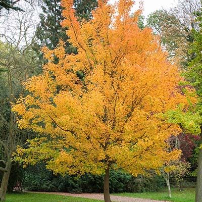 Acer campestre-Field Maple, feathered tree