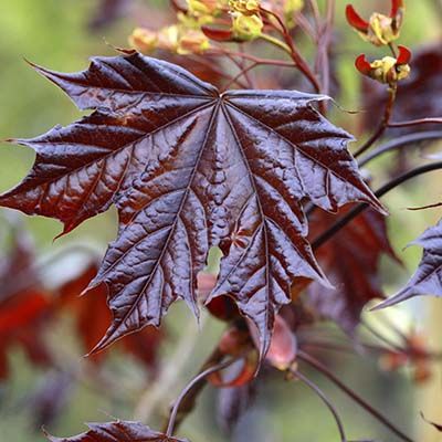 Acer platanoides Crimson King-Red Leaved Maple