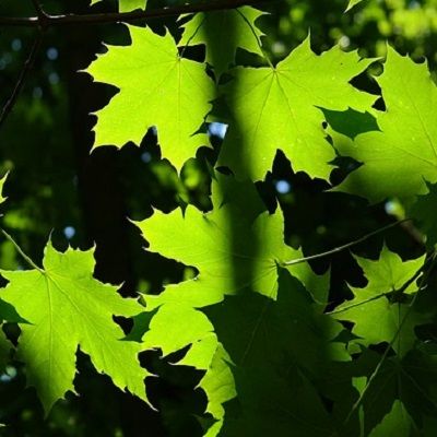 Acer platanoides (UK Grown)-Norway Maple, PACK OF 10 CELL GROWN PLANTS