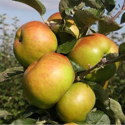 Apple Bramley Seedling-ESPALIER FORM MM106 ROOTSTOCK