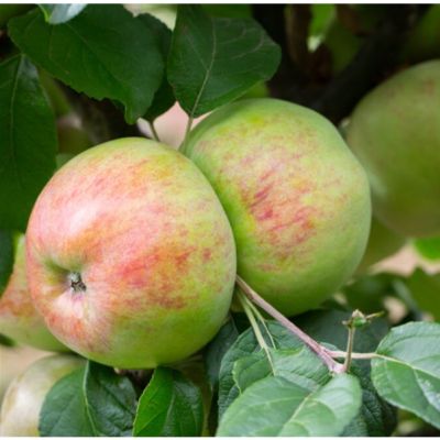 Apple Howgate Wonder-2YR BUSH MM106 ROOTSTOCK