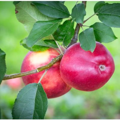 Apple Scrumptious-ESPALIER TRAINED FRUIT TREE