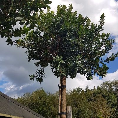 Arbutus unedo-Strawberry tree, standard form