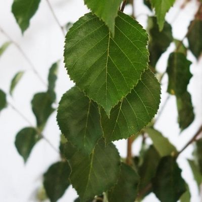 Betula utilis Moonbeam-Himalayan Birch