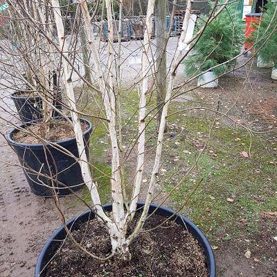 Betula utilis jacquemontii-Himalayan Birch, Multi-Stem Form