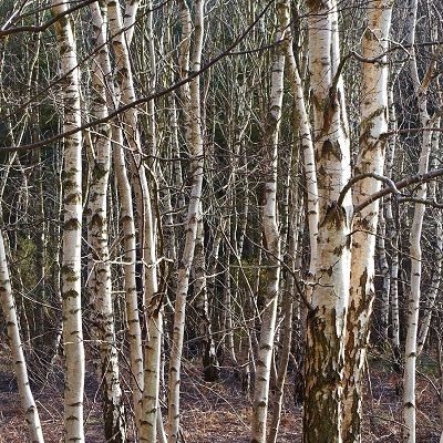 Betula pendula-Silver Birch, Bareroot, Larger Size