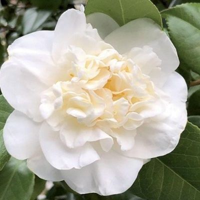 Camellia japonica Snow Ball-Japanese Camellia