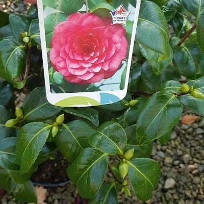 Camellia Usu Otame-Double Pink Camellia