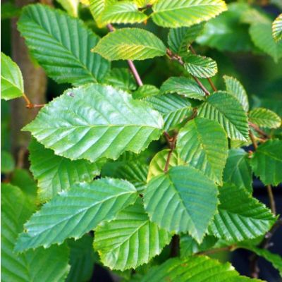 Carpinus betulus-Hornbeam, Standard Form