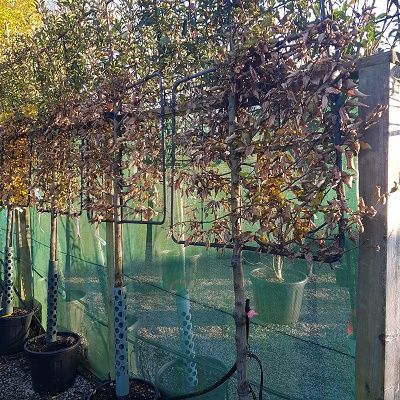 Carpinus betulus -Hornbeam, Espalier, half standard form