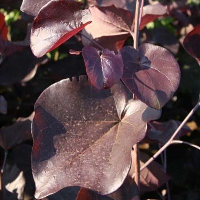 Cercis canadensis Merlot-Redbud Tree