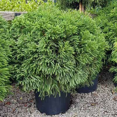 Cryptomeria japonica globosa nana-Japanese Cedar, Compact Conifer