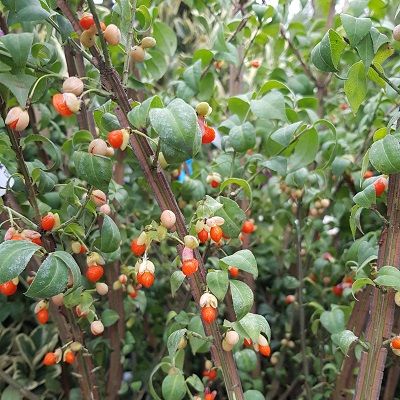 Euonymus alatus Compactus-Winged Spindle Burning Bush. Shrub