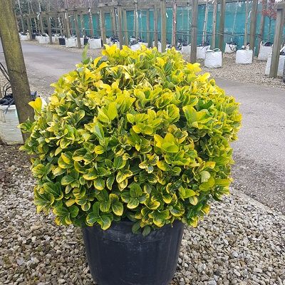 Euonymus japonicus Elegantissimus Aureus-Golden Variegated Japanese Spindle, Ball Form