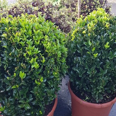 Euonymus japonicus Green Spire-Evergreen spindle, Ball Form, Box Alternative