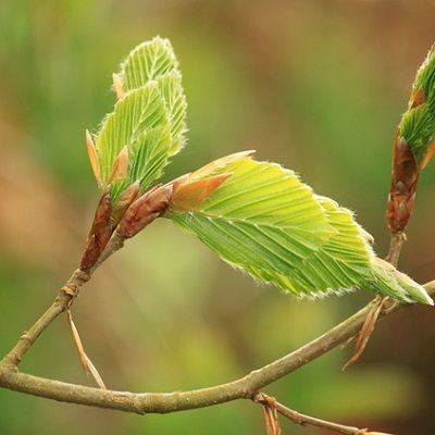 Fagus sylvatica (UK Grown)-Beech, Pack of 10 Cell Grown Plants