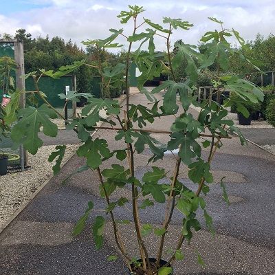 Ficus carica Brown Turkey-Brown Turkey Fig Tree, Fan Trained