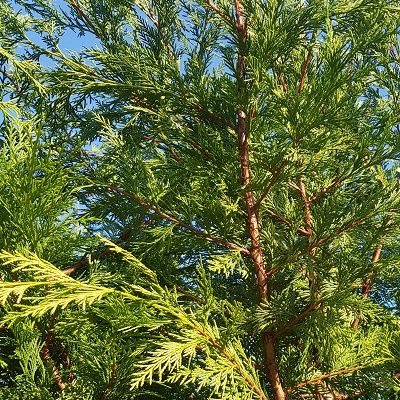 Cuprocyparis leylandii-LEYLAND CYPRESS, LARGER SIZE