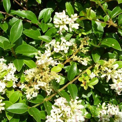 Ligustrum ovalifolium-Oval leafed Privet | English Woodlands