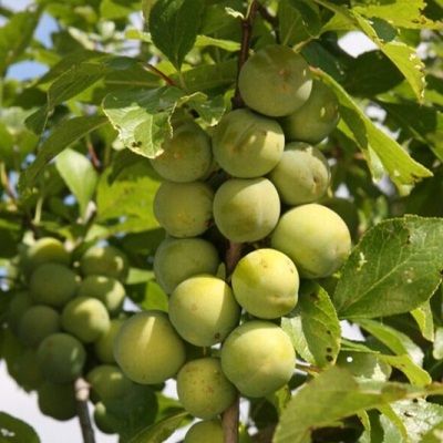 Old Greengage Plum-Gage Fan Trained Fruit Tree