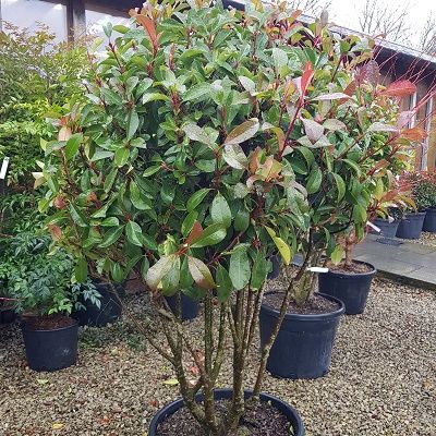 Photinia Red Robin-Red Robin, Multi Trunk Form