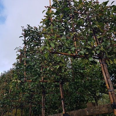 Photinia Red Robin-Red Robin, Pleached Form