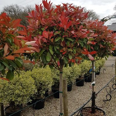 Photinia Red Robin-Red Robin, Half Standard tree form