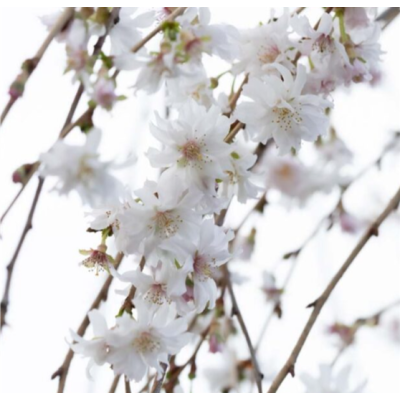 Prunus Crystal Falls-WEEPING WINTER FLOWERING CHERRY