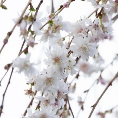 Prunus Crystal Falls-WEEPING WINTER FLOWERING CHERRY