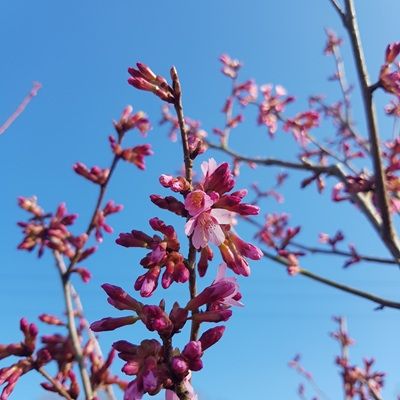 Prunus Okame-Flowering Cherry Blossom Tree, Standard Form