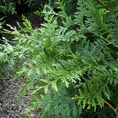 Thuja occidentalis (Eastern White Cedar) – Mount Royal Seeds