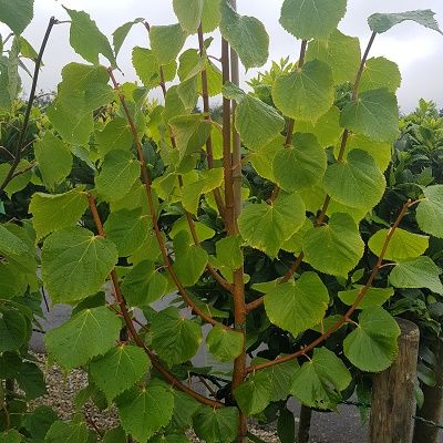 Tilia cordata Winter Orange-Lime Tree, Winter Orange