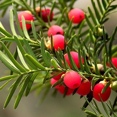 Taxus baccata (UK Grown)-Yew, Pack of 10 Cell Grown Plants