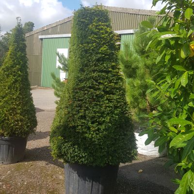 Taxus baccata-English Yew, Pyramid Form