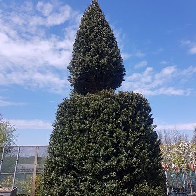 Taxus baccata -English Yew,  Cylinder and Cone Form