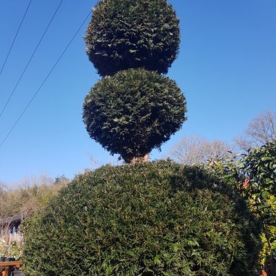 Taxus baccata-English Yew, Topiary Triple Ball