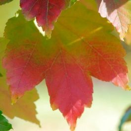 Acer Rubrum October Glory-Red Maple | English Woodlands