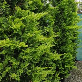 Cuprocyparis Leylandii Gold Rider-Yellow Gold Leyland Cypress | English ...