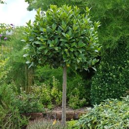 Laurus nobilis H/STD-Bay Tree | English Woodlands