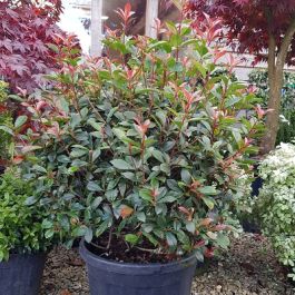 Photinia Red Robin-Red Robin Ball Form | English Woodlands