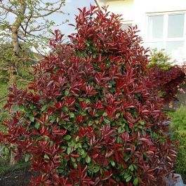 Photinia Red Robin-Red Robin, bush form | English Woodlands