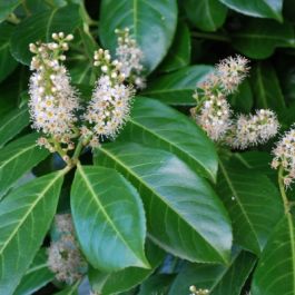 Prunus laurocerasus Rotundifolia-Cherry Laurel | English Woodlands