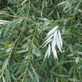 Salix alba (UK Grown)-White Willow, Bareroot | English Woodlands