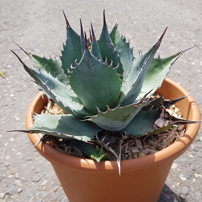 Agave